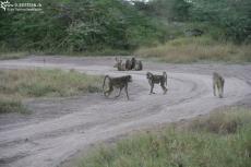 IMG 7776-Kenya, group of baboons in Kimana Reserve